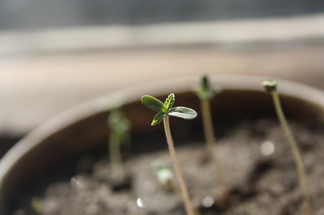 Growing Marijuana Plant